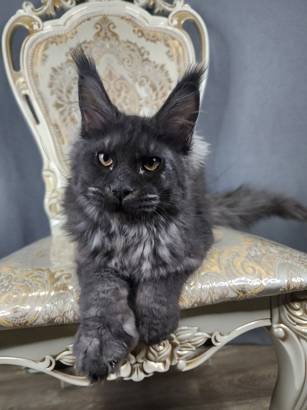 Ursel Akbars (polydactyl) 66/66 - Котенок мейн-кун 4 месяца 2,5 недели