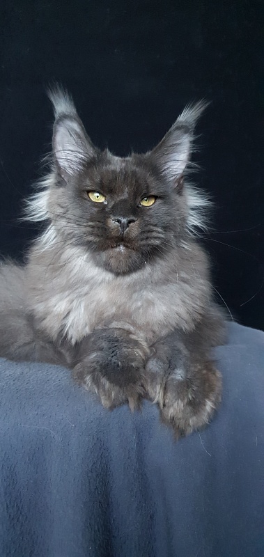 Ursel Akbars (polydactyl) 66/66 - Котенок мейн-кун 6 месяцев 3 недели