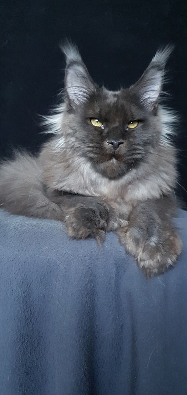 Ursel Akbars (polydactyl) 66/66 - Котенок мейн-кун 6 месяцев 3 недели