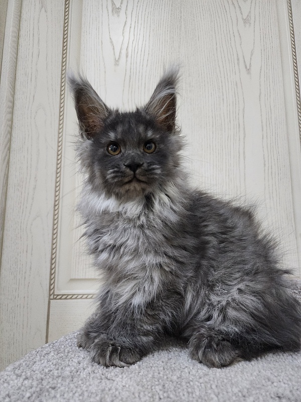Uxia Akbars (polydactyl) 66/66 - Kitten maine-coon 3 months