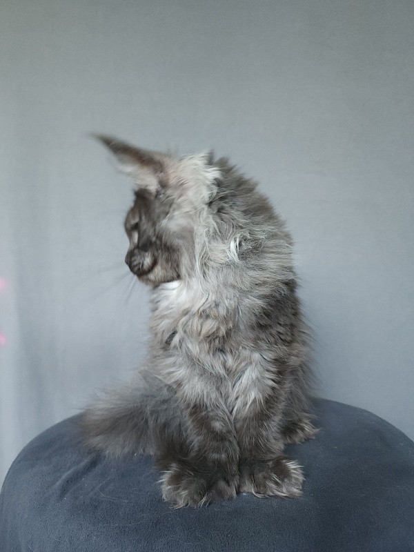 Uxia Akbars (polydactyl) 66/66 - Kitten maine-coon 4 months 3 weeks