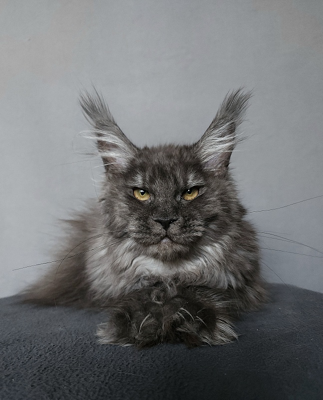 Uxia Akbars (polydactyl) 66/66 - Kitten maine-coon 6 months 3 weeks