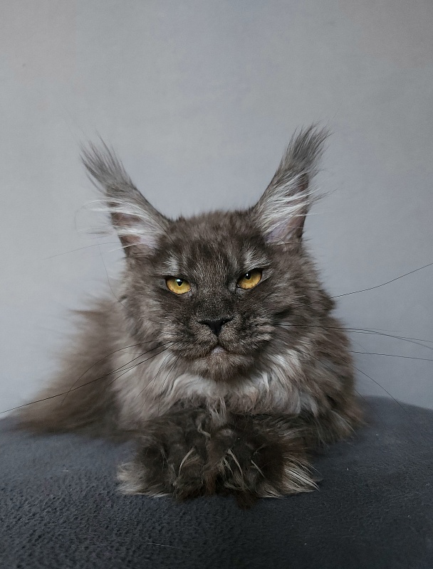 Uxia Akbars (polydactyl) 66/66 - Kitten maine-coon 6 months 3 weeks