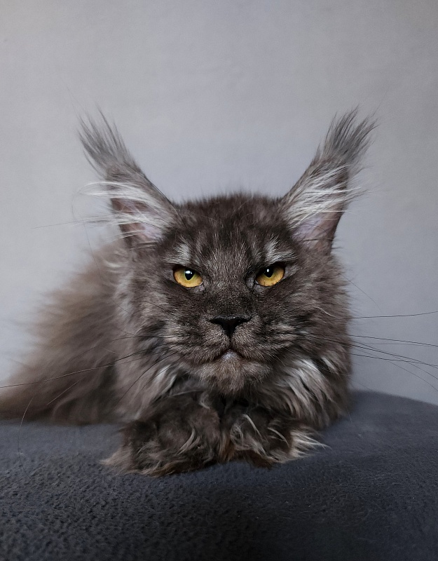 Uxia Akbars (polydactyl) 66/66 - Kitten maine-coon 6 months 3 weeks