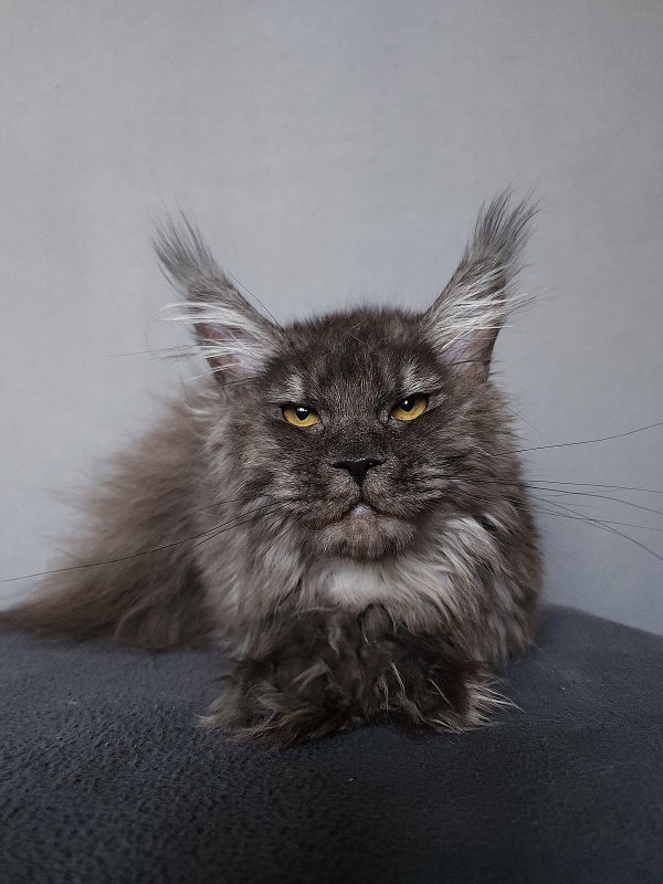 Uxia Akbars (polydactyl) 66/66 - Kitten maine-coon 6 months 3 weeks