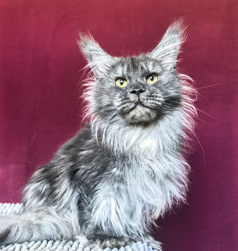 Uxia Akbars (polydactyl) 66/66 - Adult maine-coon 1 year 7 months 3.5 weeks