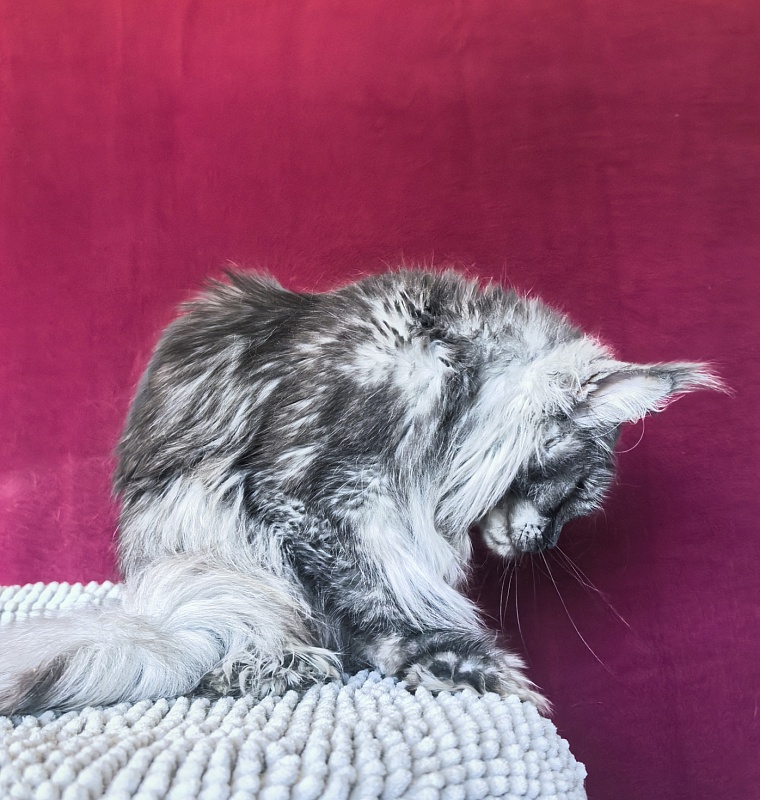 Uxia Akbars (polydactyl) 66/66 - Adult maine-coon 1 year 7 months 3.5 weeks