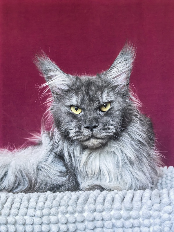 Uxia Akbars (polydactyl) 66/66 - Adult maine-coon 1 year 7 months 3.5 weeks