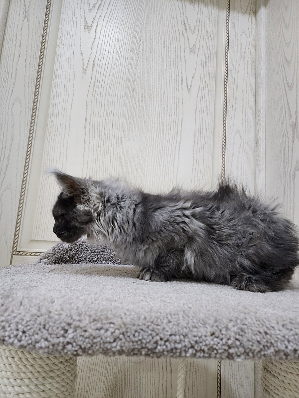Uxia Akbars (polydactyl) 66/66 - Kitten maine-coon 3 months