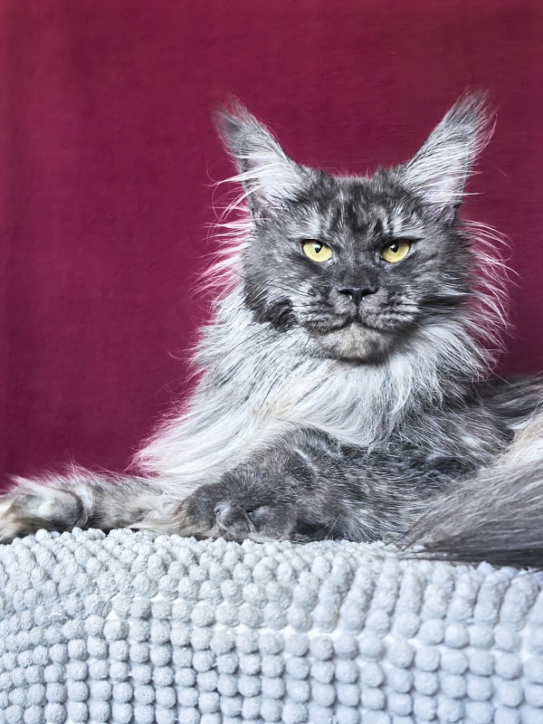 Uxia Akbars (polydactyl) 66/66 - Adult maine-coon 1 year 7 months 3.5 weeks