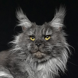 Uxia  Akbars (polydactyl) 66/66