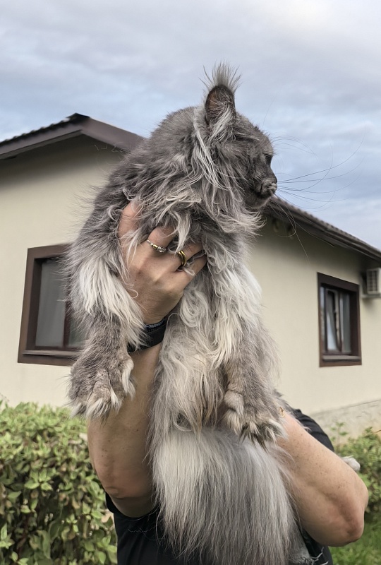Uxia Akbars (polydactyl) 66/66 - Adult maine-coon 1 year 9 months 3.5 weeks