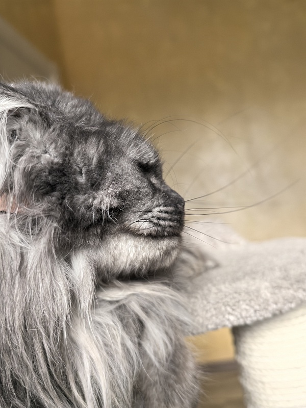 Uxia Akbars (polydactyl) 66/66 - Adult maine-coon 1 year 9 months 3.5 weeks