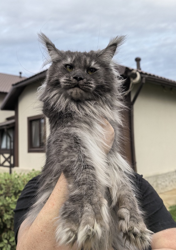 Uxia Akbars (polydactyl) 66/66 - Adult maine-coon 1 year 9 months 3.5 weeks