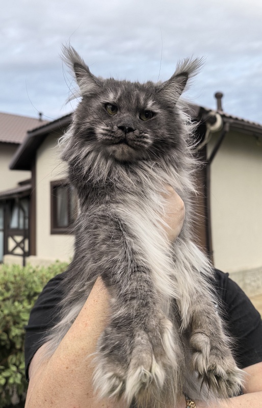 Uxia Akbars (polydactyl) 66/66 - Adult maine-coon 1 year 9 months 3.5 weeks