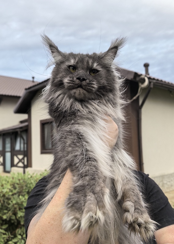 Uxia Akbars (polydactyl) 66/66 - Adult maine-coon 1 year 9 months 3.5 weeks