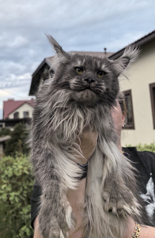 Uxia Akbars (polydactyl) 66/66 - Adult maine-coon 1 year 9 months 3.5 weeks