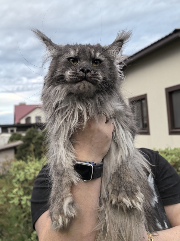 Uxia Akbars (polydactyl) 66/66 - Adult maine-coon 1 year 9 months 3.5 weeks