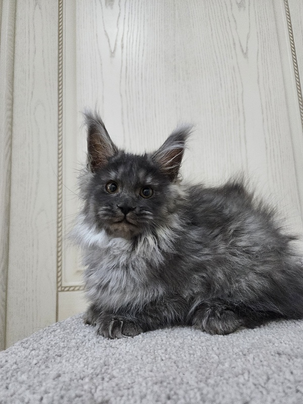 Uxia Akbars (polydactyl) 66/66 - Kitten maine-coon 3 months