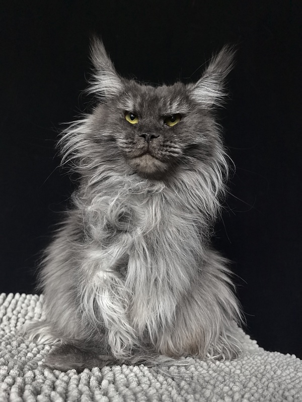 Uxia  Akbars (polydactyl) 66/66 - Adult maine-coon 2 years 5 months 3.5 weeks