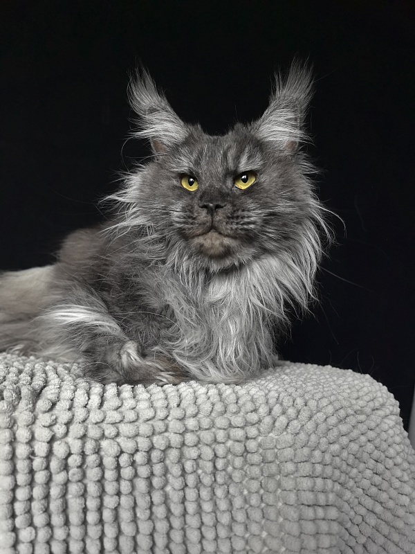 Uxia  Akbars (polydactyl) 66/66 - Adult maine-coon 2 years 5 months 3.5 weeks
