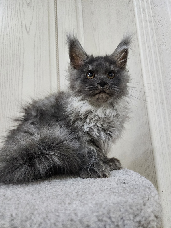 Uxia Akbars (polydactyl) 66/66 - Kitten maine-coon 3 months