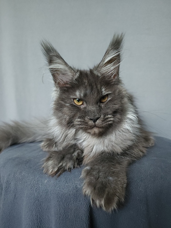 Uxia Akbars (polydactyl) 66/66 - Kitten maine-coon 4 months 3 weeks