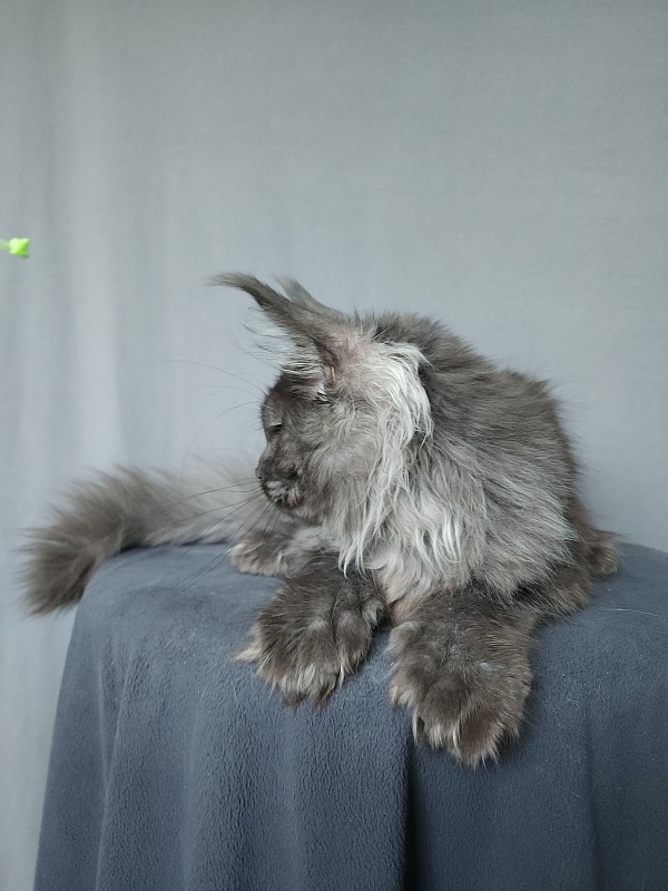Uxia Akbars (polydactyl) 66/66 - Kitten maine-coon 4 months 3 weeks