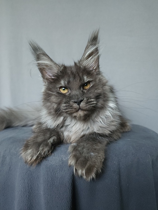 Uxia Akbars (polydactyl) 66/66 - Kitten maine-coon 4 months 3 weeks