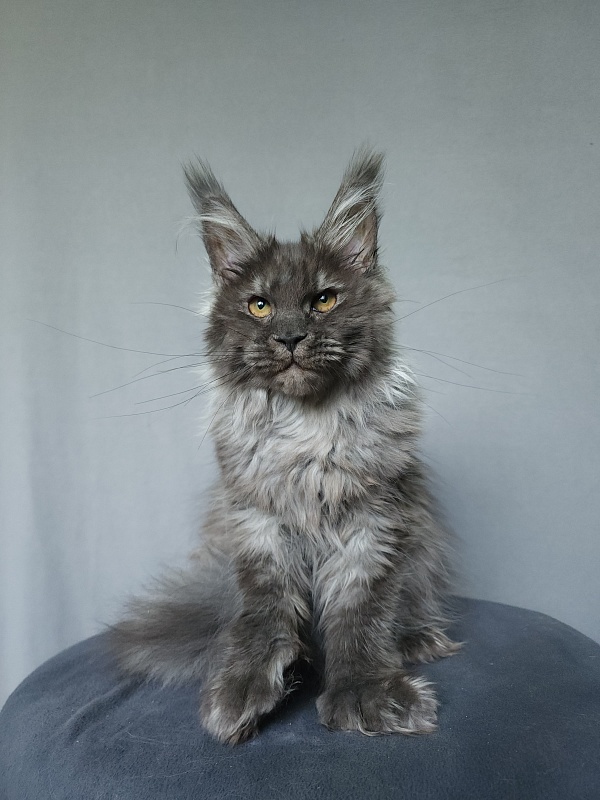 Uxia Akbars (polydactyl) 66/66 - Kitten maine-coon 4 months 3 weeks
