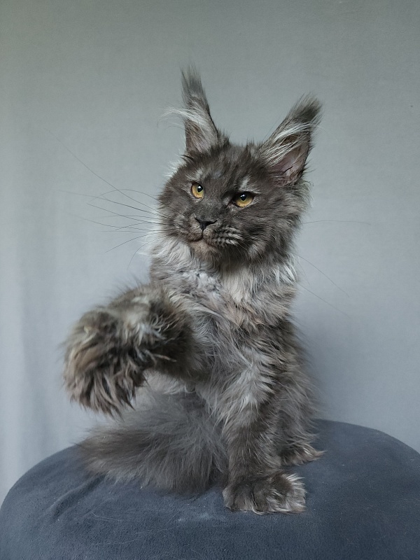 Uxia Akbars (polydactyl) 66/66 - Kitten maine-coon 4 months 3 weeks