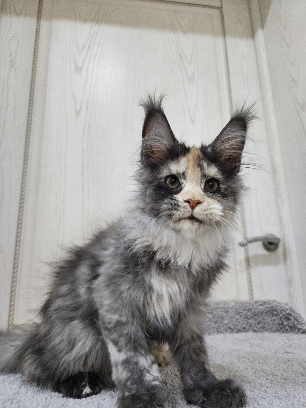 Vasilisa Cat Akbars - Kitten maine-coon 3 months 3 weeks