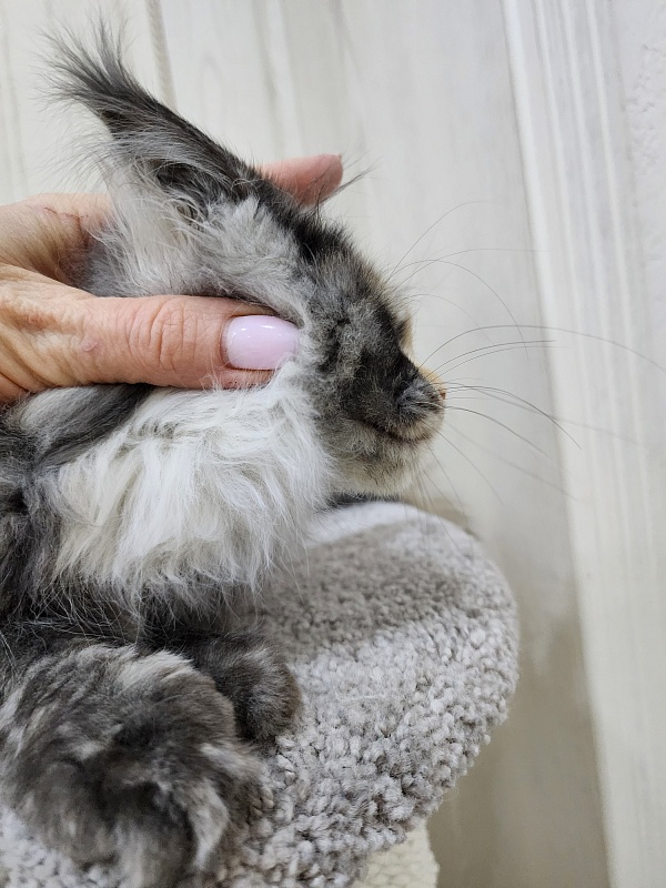 Vasilisa Cat Akbars - Kitten maine-coon 3 months 3 weeks