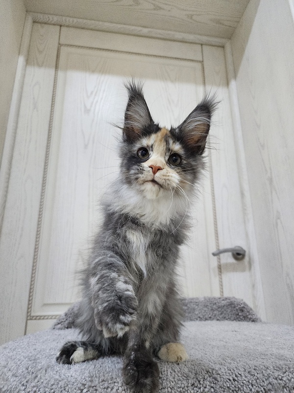 Vasilisa Cat Akbars - Kitten maine-coon 3 months 3 weeks