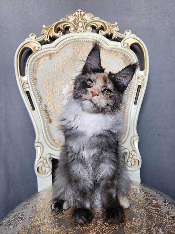 Vasilisa Cat Akbars - Kitten maine-coon 4 months 1 week