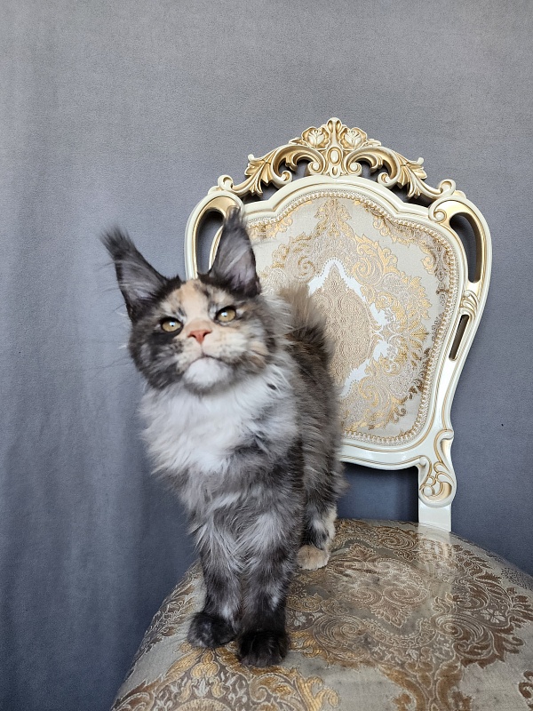 Vasilisa Cat Akbars - Kitten maine-coon 4 months 1 week
