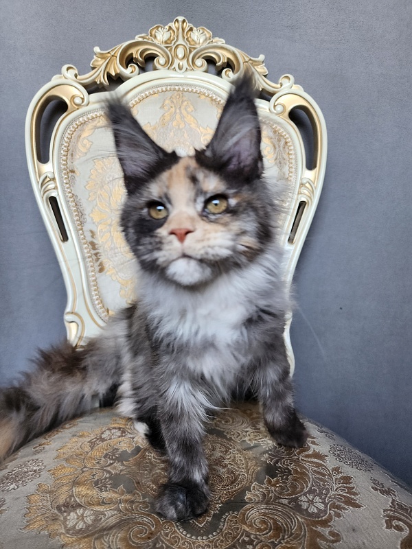 Vasilisa Cat Akbars - Kitten maine-coon 4 months 1 week