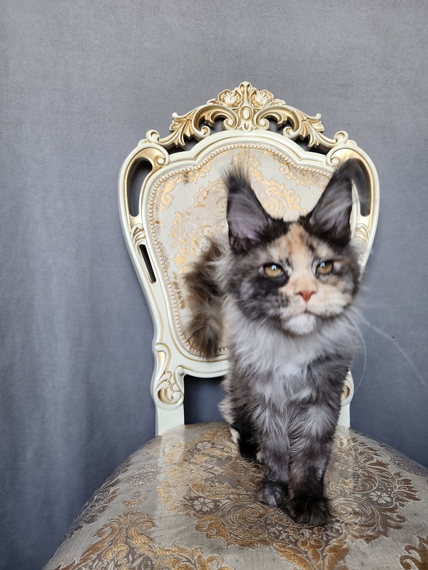 Vasilisa Cat Akbars - Kitten maine-coon 4 months 1 week