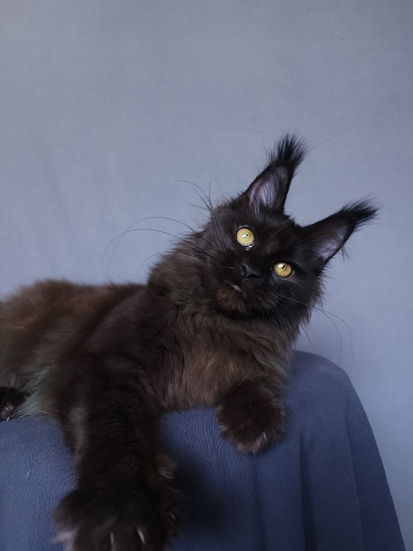 Vlada Akbars - Kitten maine-coon 4 months 3 weeks