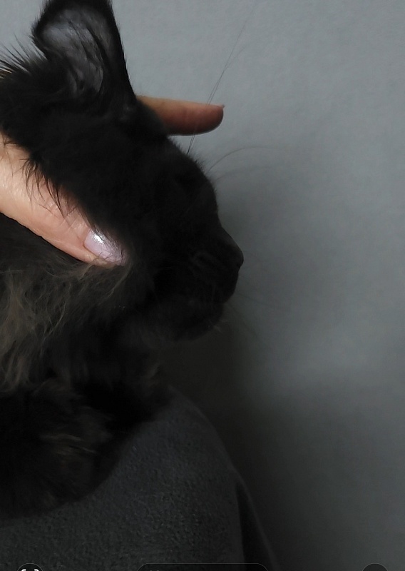 Vlada Akbars - Kitten maine-coon 4 months 3 weeks