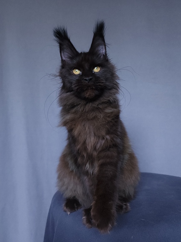 Vlada Akbars - Kitten maine-coon 4 months 3 weeks