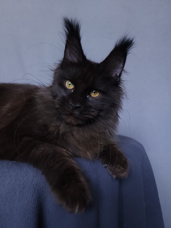 Vlada Akbars - Kitten maine-coon 4 months 3 weeks