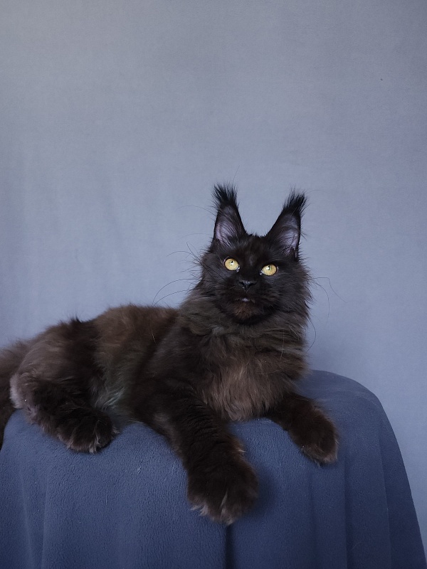 Vlada Akbars - Kitten maine-coon 4 months 3 weeks