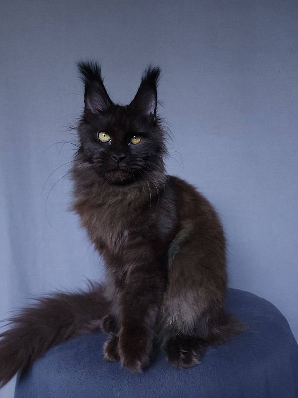 Vlada Akbars - Kitten maine-coon 4 months 3 weeks