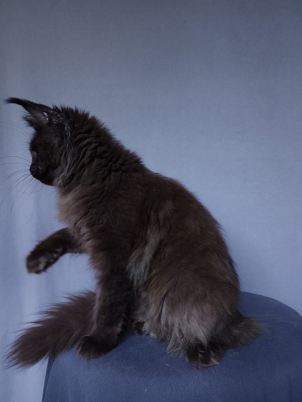 Vlada Akbars - Kitten maine-coon 4 months 3 weeks