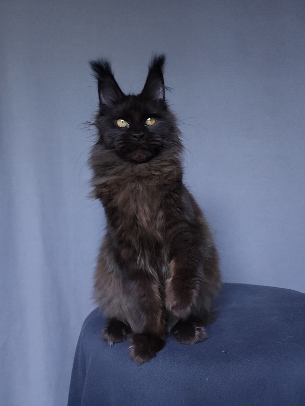 Vlada Akbars - Kitten maine-coon 4 months 3 weeks