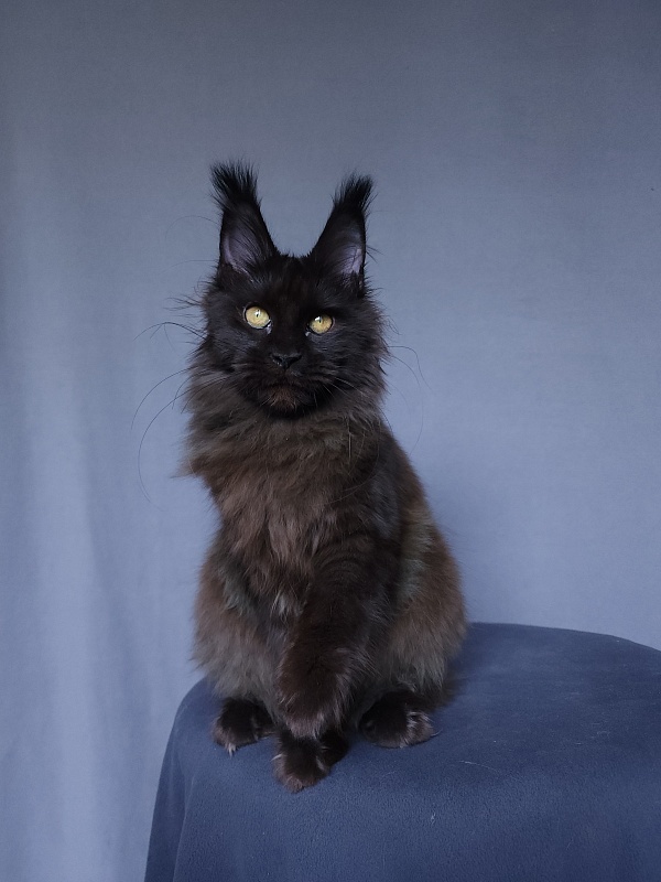 Vlada Akbars - Kitten maine-coon 4 months 3 weeks