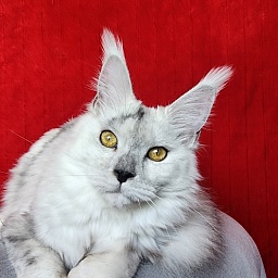Quilla Akbars