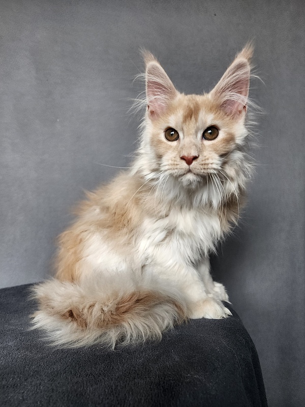 Yaki Cat Akbars (polydactyl) 66/66 - Kitten maine-coon 2 months 3.5 weeks