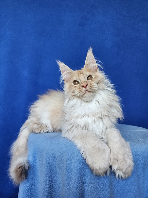 Yaki Cat Akbars (polydactyl) 66/66 - Kitten maine-coon 3 months 3.5 weeks